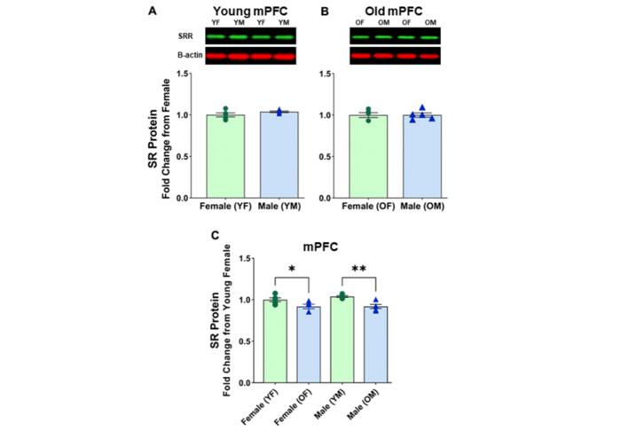 Serine racemase expression in the brain during aging in male and female rats