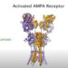 AMPA receptor