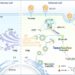 Chemoproteomics enables identification of coatomer subunit zeta-1 targeted by a small molecule for enterovirus A71 inhibition