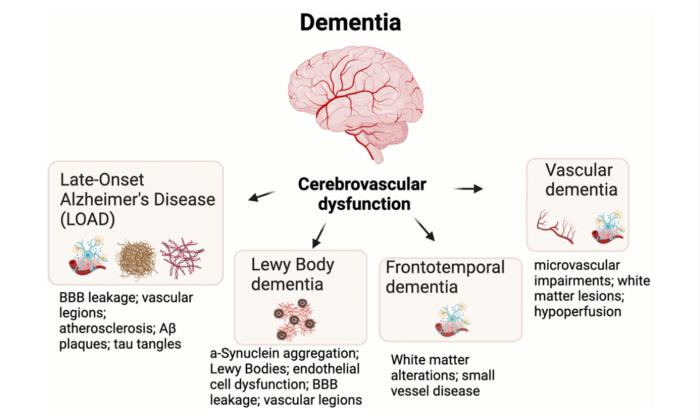 The aging brain and peripheral vascular dysfunction