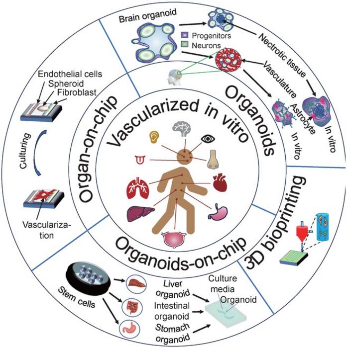 The future of drug testing: Vascularized organ-on-a-chip technologies