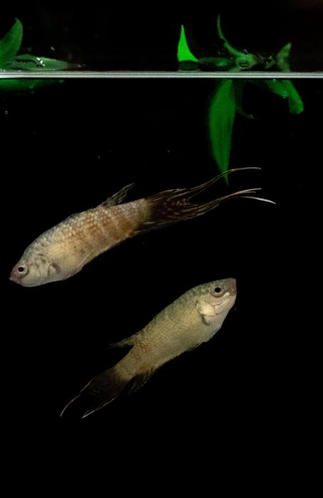 The importance of the paradise fish in evolutionary and behavioural genetics research