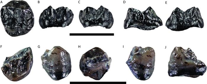 Tiny new species of great ape lived in Germany 11 million years ago