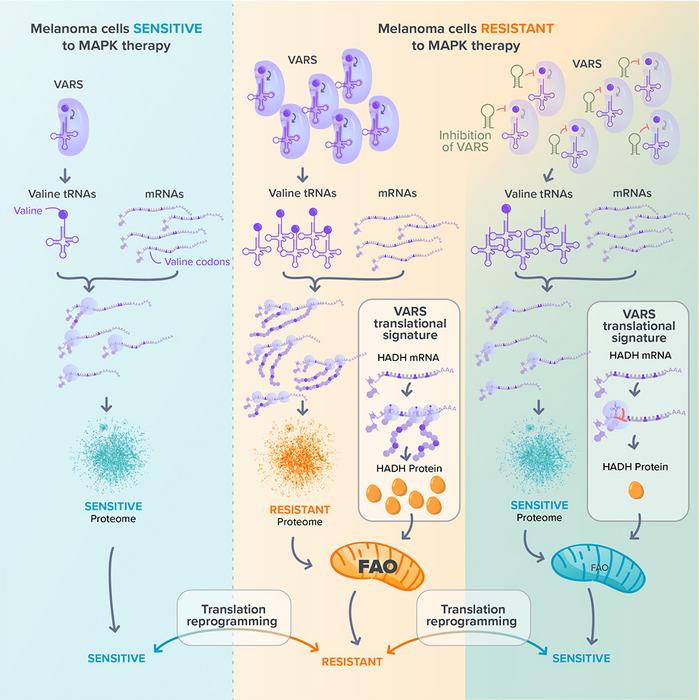 Transfer RNAs at the heart of therapeutic resistance