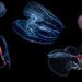 collage of comb jellies