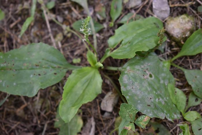 Why some plant diseases thrive in urban environments