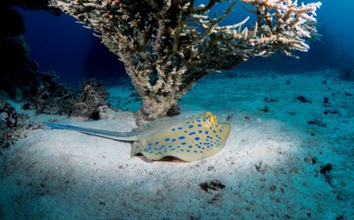 Bluespotted ribbontail ray