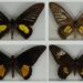 Haliphron birdwing butterflies