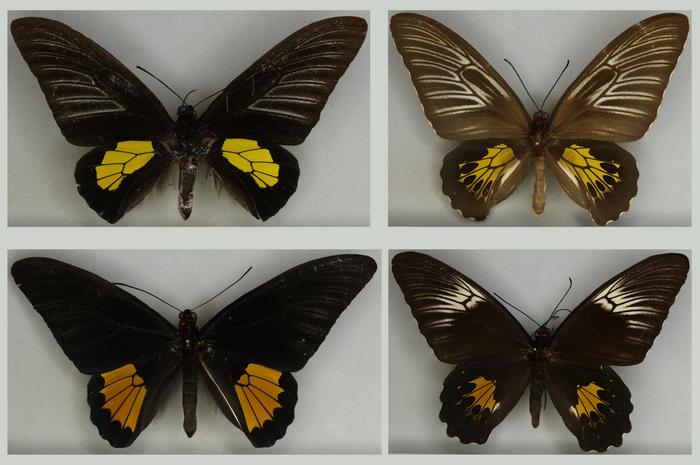 Haliphron birdwing butterflies