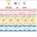 Physical methods manipulate brain ECS potentially through glymphatic system