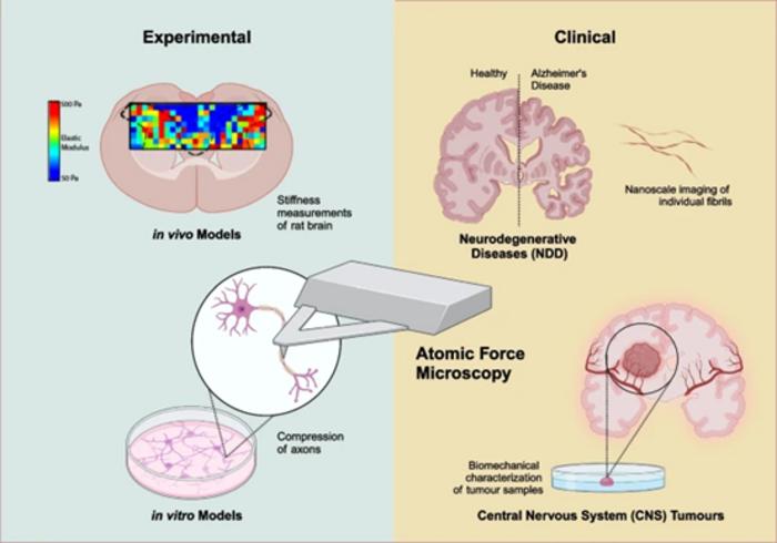 Atomic force microscopy in the characterization and clinical evaluation of neurological disorders