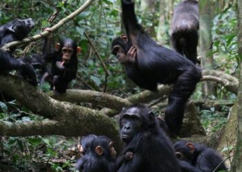 Group of chimpanzees including mothers, juveniles, subadults, and infants grooming and playing