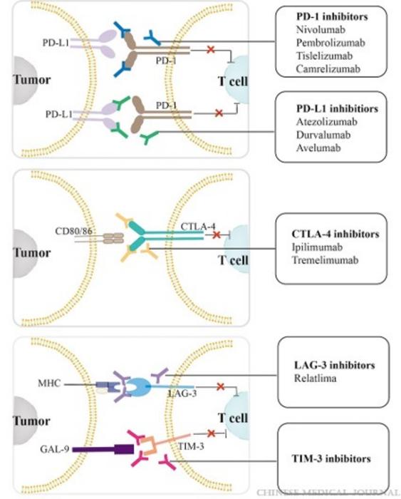 Mechanisms of immune checkpoint inhibitors for treating hepatocellular carcinoma