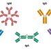 Switching and combining different antibody isotypes can boost their therapeutic effect