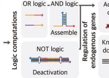 Schematic of a multi-signal integrated precision control guide RNA that enables immediate endogenous gene expression control based on the logic of multiple RNA expression combinatorics