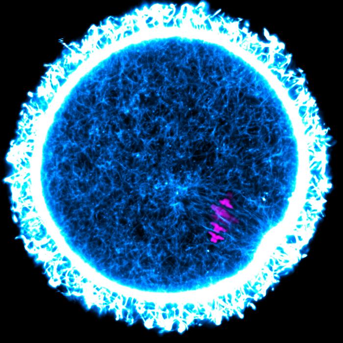 Egg cell