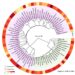 PLANT PHYLOGENY INFLUENCES ON ROOT LIFESPAN