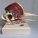 Helmeted hornbill skull