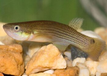 Killifish