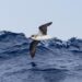 Oceanic seabirds chase tropical cyclones