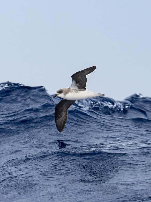 Oceanic seabirds chase tropical cyclones