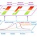 Immune states: Integrated Views of Immunity by Combining Traditional Chinese Medicine and Modern Medicine