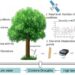 Tree growth is affected by the interaction of complex physiological processes among various organs, and resource availability is the key factor