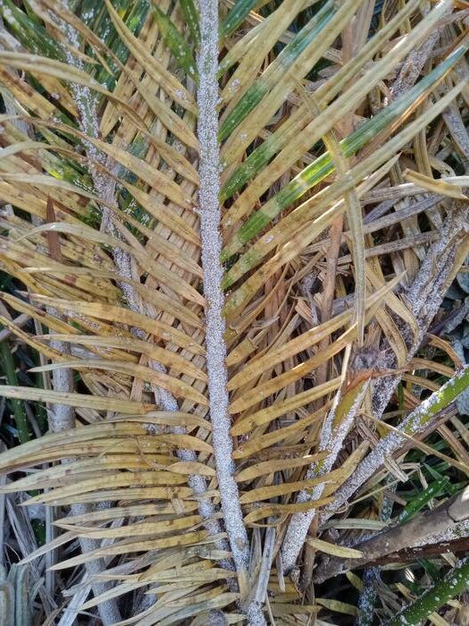 White cycad aulacaspis scale on cycad leaves