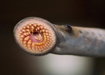 Lamprey