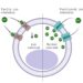 Cell with faulty and functional ion channels