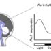 Fig. 1 Phase Shift of Circadian Rhythms by Melanopsin