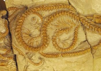 New snake discovery rewrites history, points to North America’s role in snake evolution