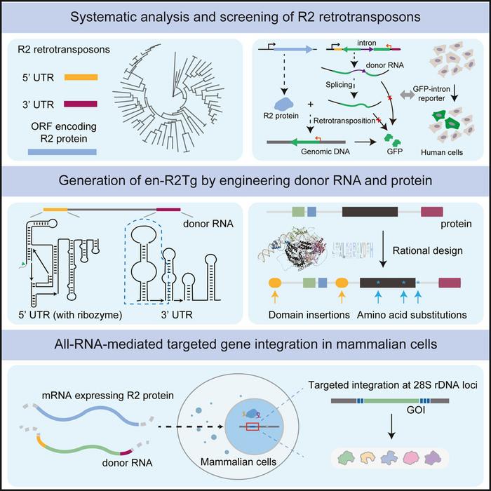 All RNA-mediated targeted gene integration in human cells with rationally engineered R2 retrotransposons