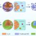 Schematic diagram of the influence of SEI on microsized silicon anodes during cycling