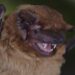 Male noctule bat