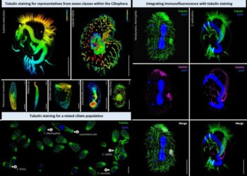 An improved method for tubulin staining of ciliated eukaryotes