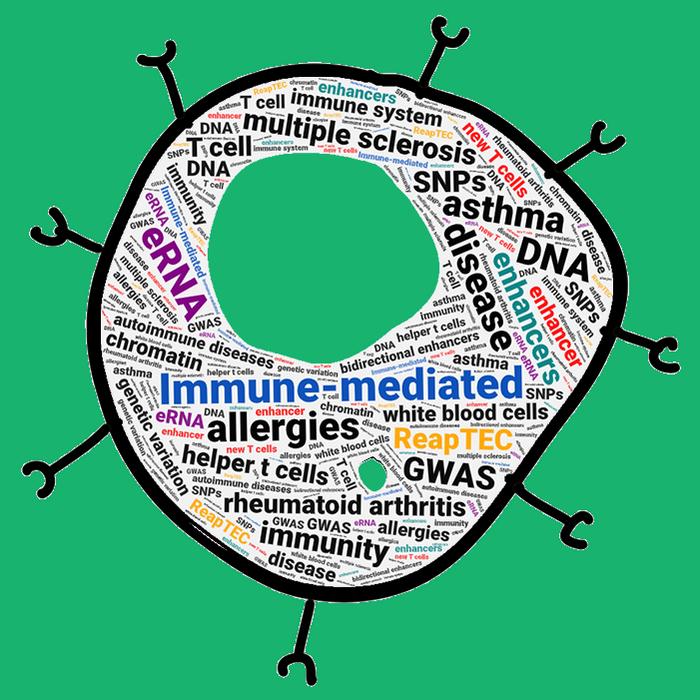 Rare T cells found to be related to immune-mediated diseases