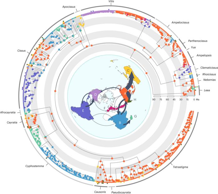 Biogeographic history and global dispersal routes of the grape family