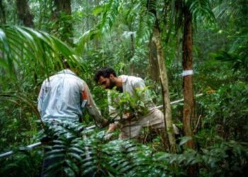 Study proposes changes to simplify legislation on Atlantic Rainforest biome and enhance conservation