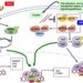 The canonical HIPPO and TGF-β signaling pathways