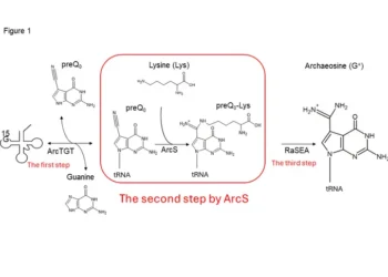 Figure1   Synthesis of archaeosine in tRNA