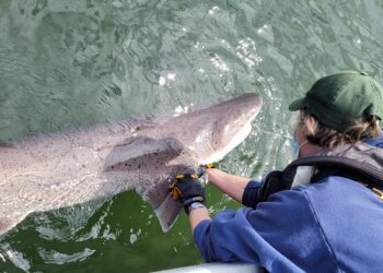 Broadnose sevengill shark