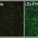 (S)-PHA533533 Turns On the Paternal Gene Copy of UBE3A