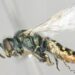 USDA researchers develop near chromosome-level genome for the Mojave poppy bee