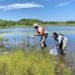 Collecting dragonfly larvae as part of the Dragonfly Mercury Project