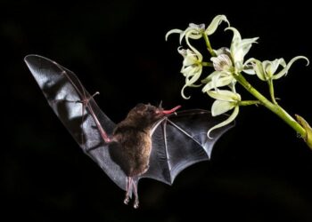 Gliding toward an understanding of the origin of flight in bats