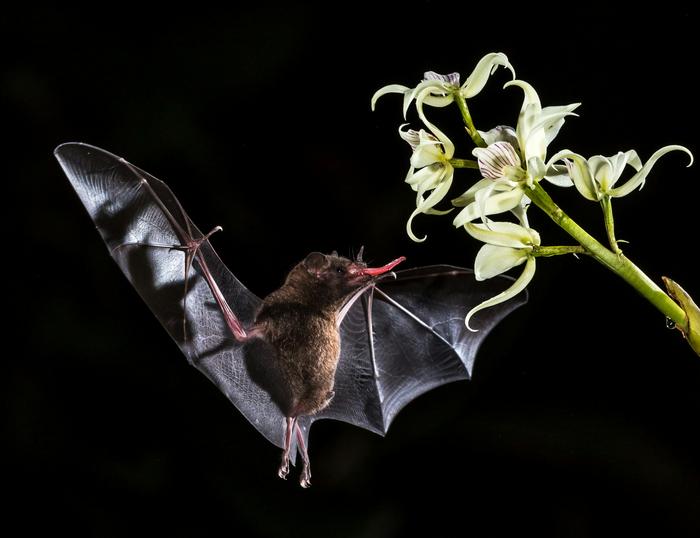 Gliding toward an understanding of the origin of flight in bats