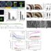 Genetic modification of BpF5H for enhanced quality as a porous carbon resource for methyl orange absorption.