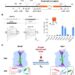 Regulation of SLAC1 activity