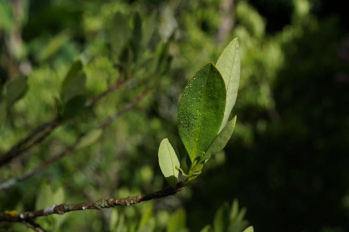 Coca Leaves